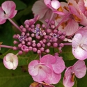 Picture of Hydrangea Zaunkonig