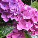 Picture of Hydrangea Zurich