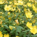 Picture of Hypericum Calycinum