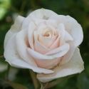 Picture of Ice Angel Std 45cm-Rose
