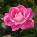 Picture of Iceberg Brilliant Pink-Rose