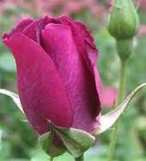Picture of Iceberg Burgundy Pillar -Rose