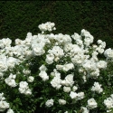 Picture of Iceberg Std 80cm-Rose