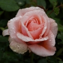 Picture of Iced Ginger-Rose