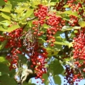 Picture of Idesia Polycarpa Kentucky Fry