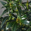 Picture of Ilex Augustifolia