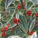 Picture of Ilex Handsworth New Silver