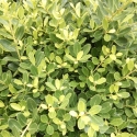 Picture of Ilex Helleri