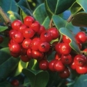 Picture of Ilex Hendersonii