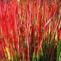 Picture of Imperata Cylindrica Red Baron