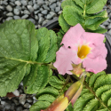 Picture of Incarvillea delavayii Bees Pink