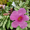 Picture of Incarvillea mairei