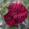 Picture of Indian Ruby Std 1.4m Weeper-Rose