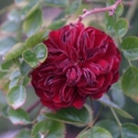 Picture of Indian Ruby Std 80cm-Rose