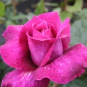 Picture of Intrigue-Rose