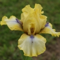 Picture of Iris Bearded Abbey Chant