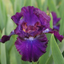 Picture of Iris Bearded All Chat