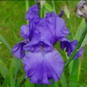 Picture of Iris Bearded Aussie Challenger