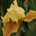 Picture of Iris Bearded Bayberry Candle