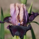 Picture of Iris Bearded Be Devil