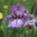 Picture of Iris Bearded Beaumonde