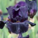 Picture of Iris Bearded Black As Night