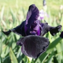 Picture of Iris Bearded Blackware