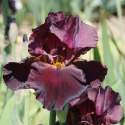 Picture of Iris Bearded Caliente
