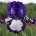 Picture of Iris Bearded Convention 74