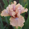 Picture of Iris Bearded Country Dance