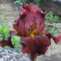 Picture of Iris Bearded Distant Fire