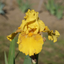 Picture of Iris Bearded Early Action
