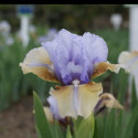 Picture of Iris Bearded Fasts Forward