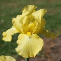 Picture of Iris Bearded Harvest of Memories