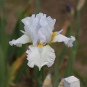 Picture of Iris Bearded Howdy Do