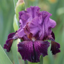 Picture of Iris Bearded Irwell Blues Party