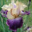 Picture of Iris Bearded Irwell Courage