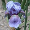 Picture of Iris Bearded Karin Olding