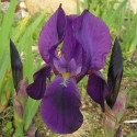 Picture of Iris Bearded Kochii