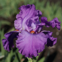 Picture of Iris Bearded Morning Mail