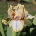 Picture of Iris Bearded Oolay