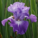 Picture of Iris Bearded Pebble Fresh