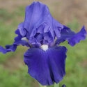 Picture of Iris Bearded Praise the Lord