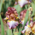 Picture of Iris Bearded Rainbow Hues