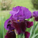 Picture of Iris Bearded Rebloomer