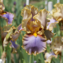 Picture of Iris Bearded Spring Splendor