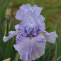 Picture of Iris Bearded Swing and Sway