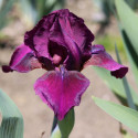 Picture of Iris Bearded Vamp
