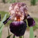 Picture of Iris Bearded Wench