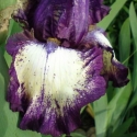 Picture of Iris Bearded Zapped